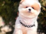 Safkan Pomeranian Boo Yavrular
