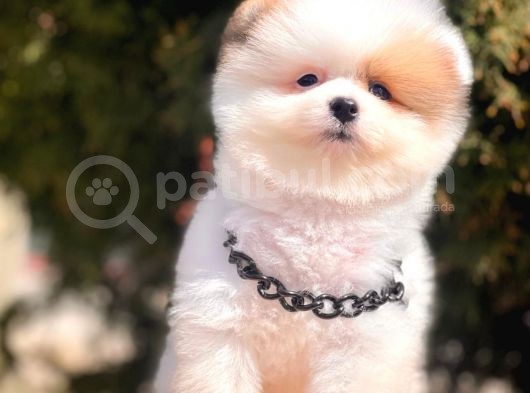 Safkan Pomeranian Boo Yavrular görsel