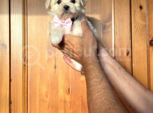 Anne Altından Kızımız Maltese Terrier