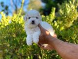 Anne Altından Oğlumuz Maltese Terrier