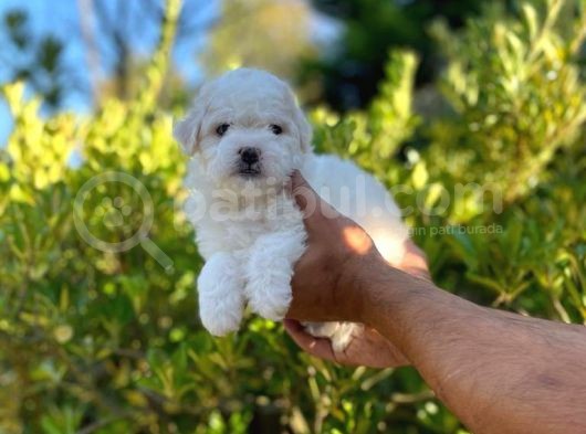 Anne Altından Oğlumuz Maltese Terrier görsel