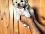 Anne Altından Kızımız Maltese Terrier