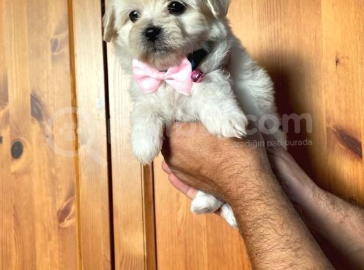 Anne Altından Kızımız Maltese Terrier görsel
