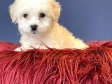 Anne Altından Maltese Terrier