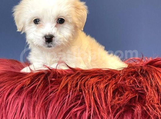 Anne Altından Maltese Terrier görsel