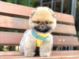 Ayıcık Surat Oranj Pomeranian Boo Yavrumuz