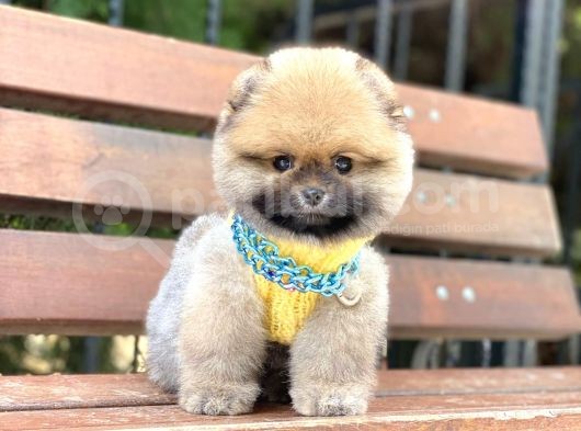Ayıcık Surat Oranj Pomeranian Boo Yavrumuz görsel