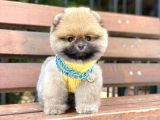 Ayıcık Surat Oranj Pomeranian Boo Yavrumuz