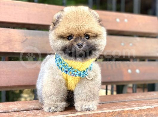 Ayıcık Surat Oranj Pomeranian Boo Yavrumuz görsel