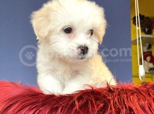 Anne Altından Maltese Terrier görsel