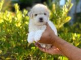 Anne Altından Oğlumuz Maltese Terrier