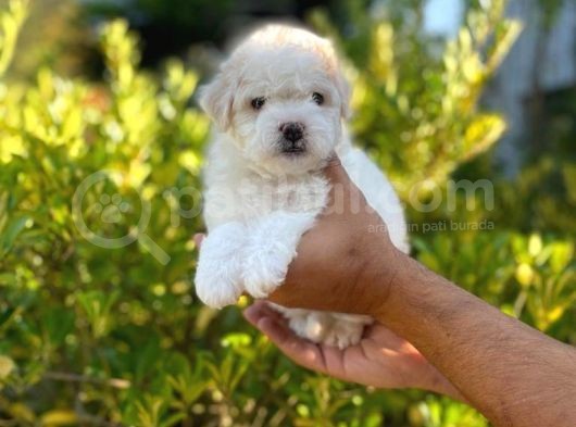 Anne Altından Oğlumuz Maltese Terrier görsel