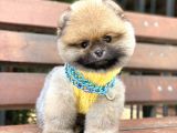 Ayıcık Surat Oranj Pomeranian Boo Yavrumuz