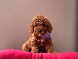 Safkan Toy Poodle Yavrular