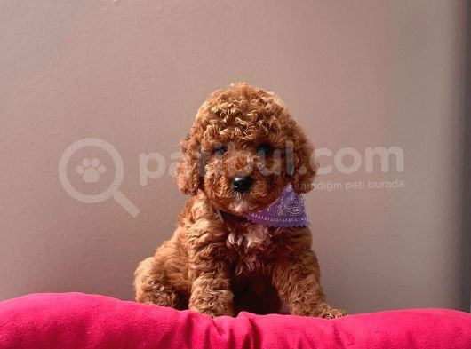 Safkan Toy Poodle Yavrular görsel