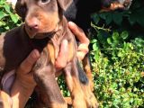 King Doberman 