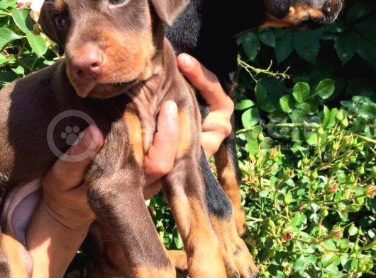 King Doberman  görsel