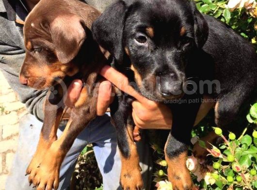 King Doberman  görsel