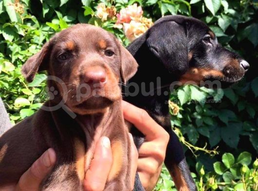 King Doberman  görsel