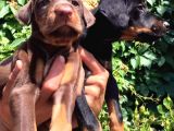 King Doberman 