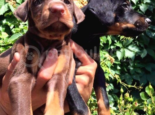 King Doberman  görsel