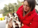 Husky Sibirya Kurdu Yavrular