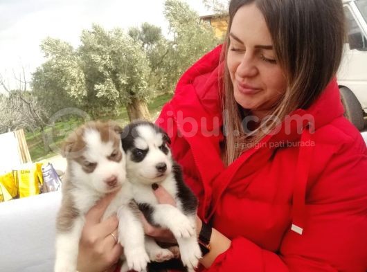 Husky Sibirya Kurdu Yavrular görsel