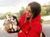 Husky Sibirya Kurdu yavrular