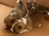 Japon Akita Yavrularımız