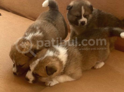 Japon Akita Yavrularımız görsel