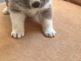 Japon Akita Yavrularımız