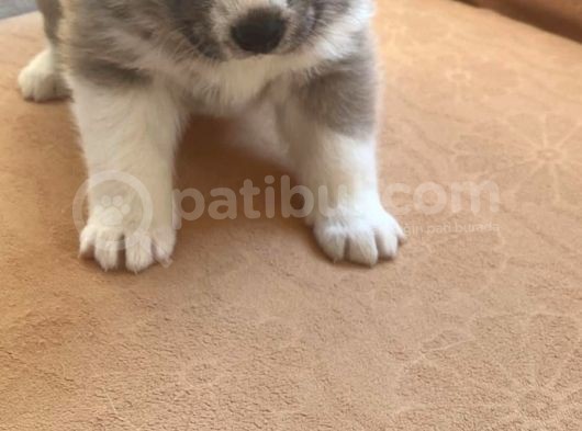 Japon Akita Yavrularımız görsel