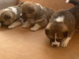 Japon Akita Yavrularımız