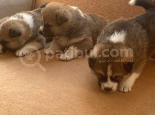 Japon Akita Yavrularımız görsel