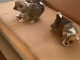 Japon Akita Yavrularımız