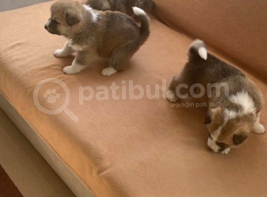 Japon Akita Yavrularımız görsel