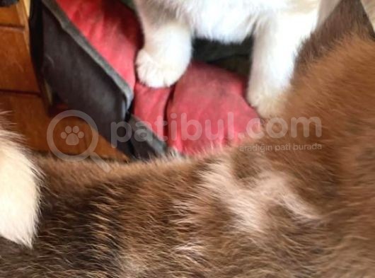 Japon Akita Yavrularımız görsel