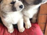 Japon Akita yavrularımız