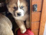 Japon Akita Yavrularımız