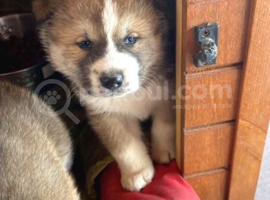 Japon Akita Yavrularımız görsel
