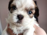 Mükemmel Shihtzu Yavrular