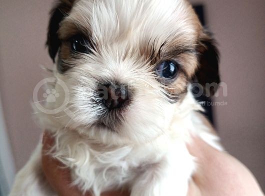 Mükemmel Shihtzu Yavrular görsel