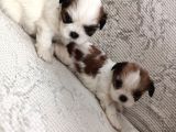 Mükemmel Shihtzu Yavrular