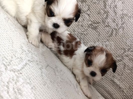 Mükemmel Shihtzu Yavrular görsel