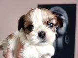 Mükemmel Shihtzu Yavrular