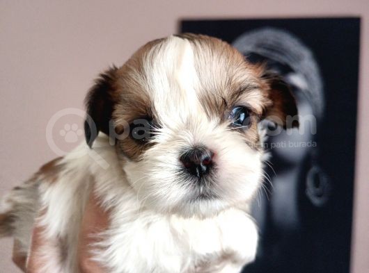 Mükemmel Shihtzu Yavrular