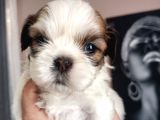 Mükemmel Shihtzu Yavrular