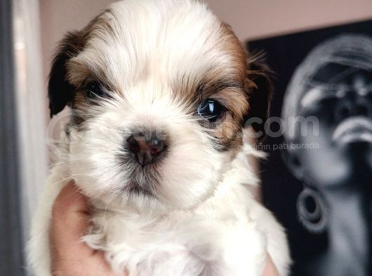 Mükemmel Shihtzu Yavrular görsel