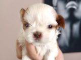 Mükemmel Shihtzu Yavrular