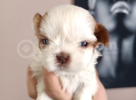 Mükemmel Shihtzu Yavrular görsel